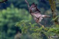 /album/galleria-fotografica/falco-pecchiaiolo-25062018-62-jpg/